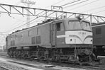 sugi-EF5819